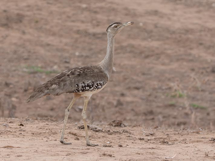 Ardeotis australis (Australian Bustard).jpg